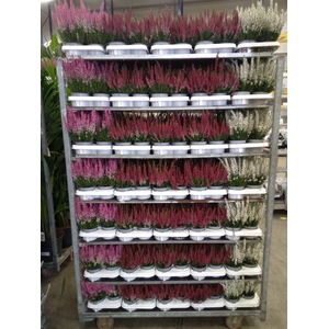 Calluna vulg. 'Beauty L'  ..mix