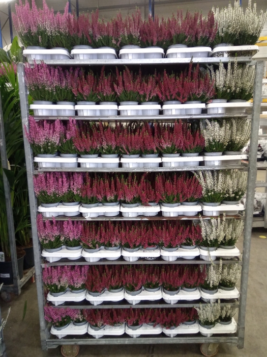 <h4>Calluna vulg. 'Beauty L'  ..mix</h4>