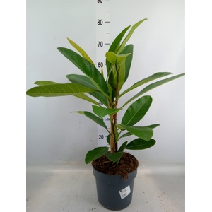 Ficus benghalensis 'Roy'