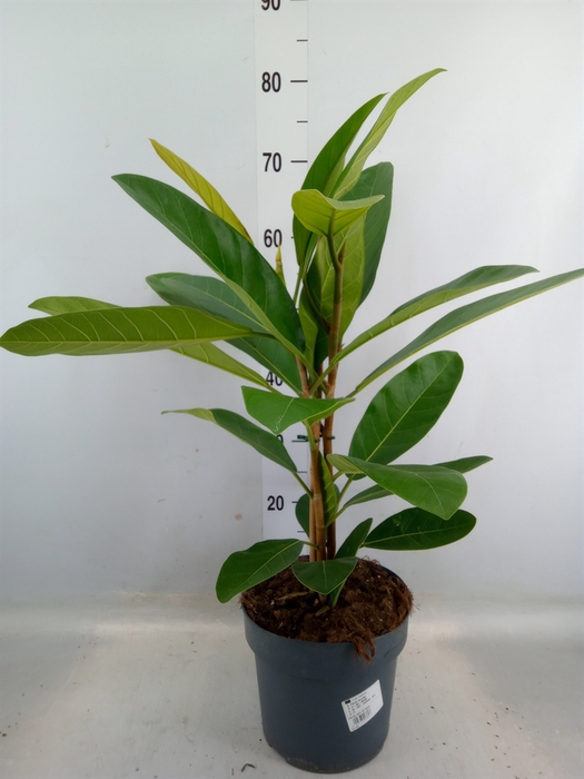 <h4>Ficus benghalensis 'Roy'</h4>