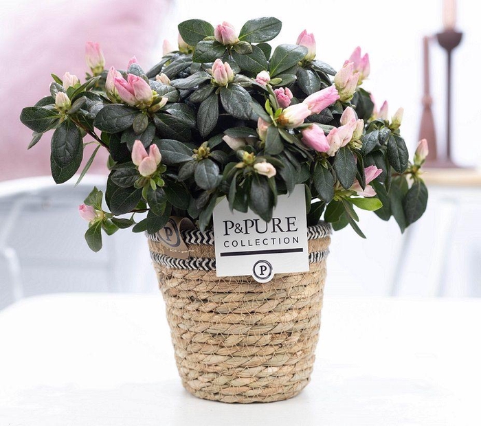 <h4>1st class Azalea pink in P&PURE Basket 6</h4>