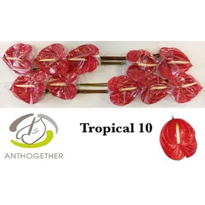 ANTH A TROPICAL