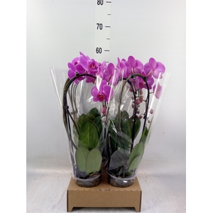 Phalaenopsis  'Elegant Cascade'