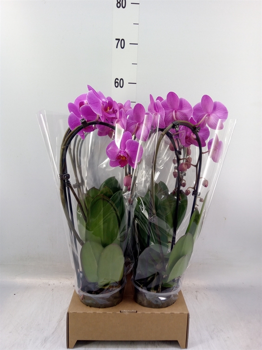 <h4>Phalaenopsis  'Elegant Cascade'</h4>