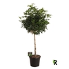 Schefflera Ar Overig stam