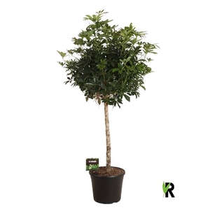 Schefflera Ar Overig stam