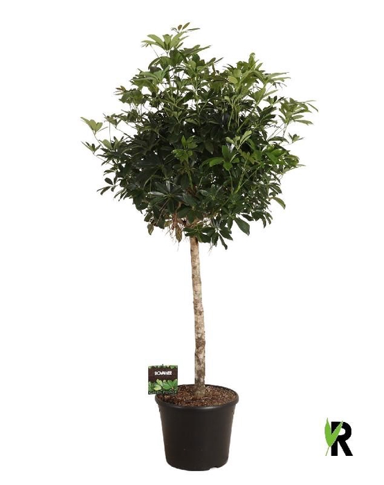 <h4>Schefflera Ar Overig stam</h4>