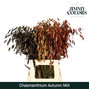 Chasmanthium L70 Autumn Mix