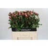 Paeonia Sarah Bernhardt