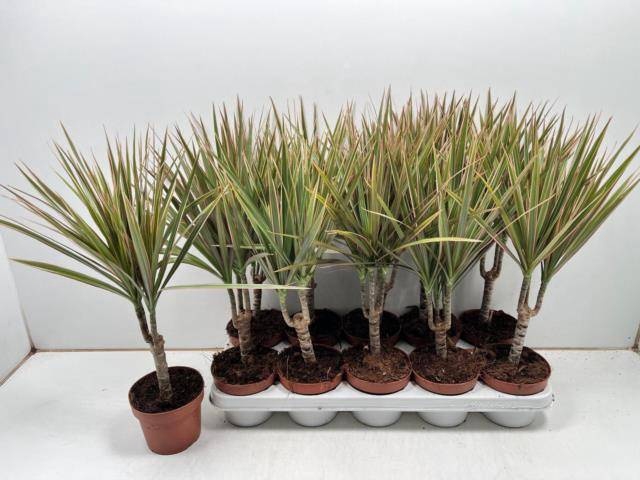 <h4>DRA MARG BICOLOR</h4>