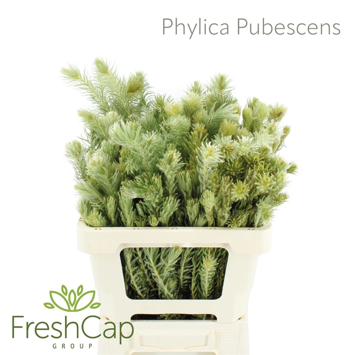 Phylica Pubescens