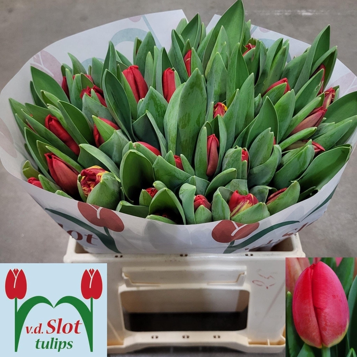 <h4>TU EN ESCAPE</h4>