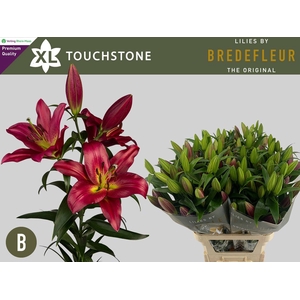 LI OT TOUCHSTONE RM 4+