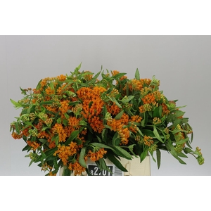 Asclepias Tuberosa