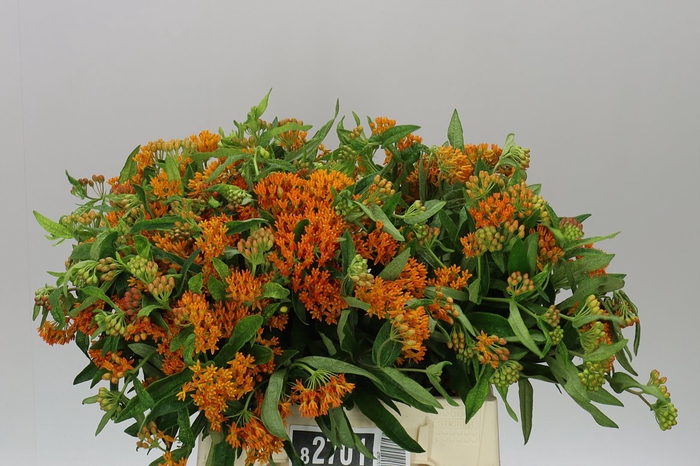 <h4>Asclepias Tuberosa</h4>