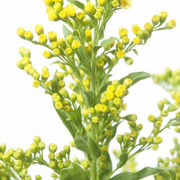 Solidago Colored GREEN DARK