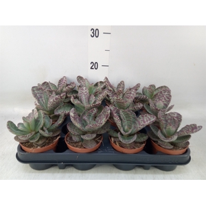 Succulents   ...