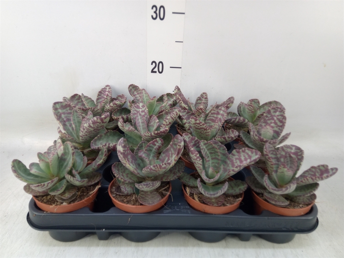 <h4>Succulents   ...</h4>