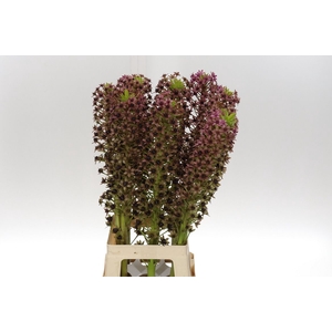 Eucomis Pink Ginn