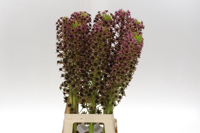 <h4>Eucomis Pink Ginn</h4>