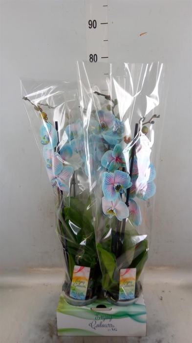 <h4>Phalaenopsis ...</h4>