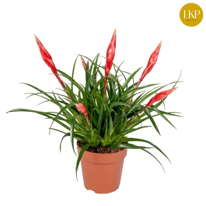 Vriesea Multiflower Astrid Rood (Zonder Hoes)