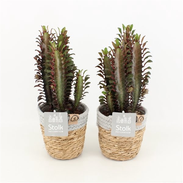 Euphorbia Trigona Rubra in Basket