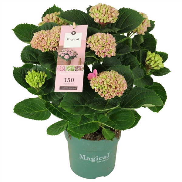 Hydrangea Magical Revolution ® rose 5/6 flowers
