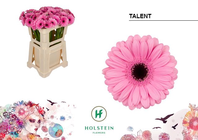 <h4>Germini Talent Water</h4>