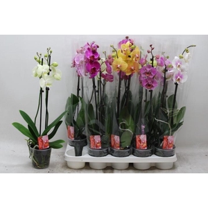 PHAL GEM