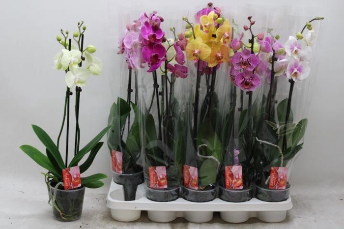 <h4>PHAL GEM</h4>