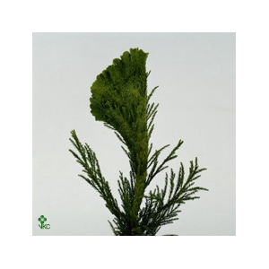 Cryptomeria Japonica Cristata Bio