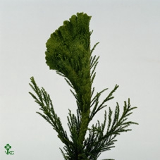 <h4>Cryptomeria Japonica Cristata Bio</h4>