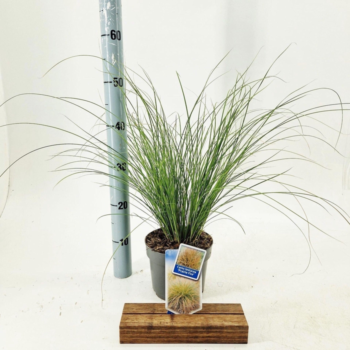 <h4>Carex testacea Prairie Fire Color G</h4>