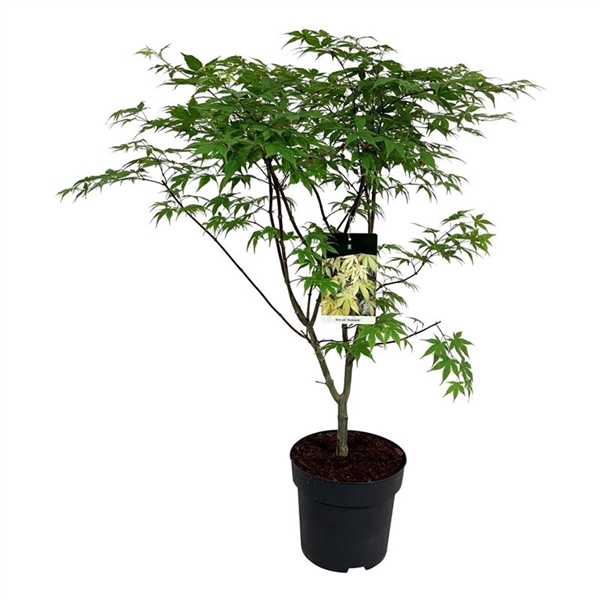 <h4>Acer pal. 'Osakazuki'</h4>