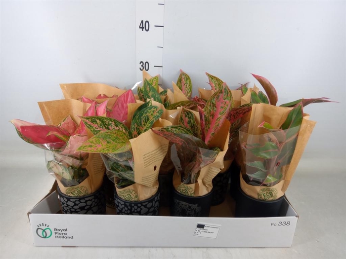 <h4>Aglaonema   ...</h4>