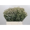 Limonium China White