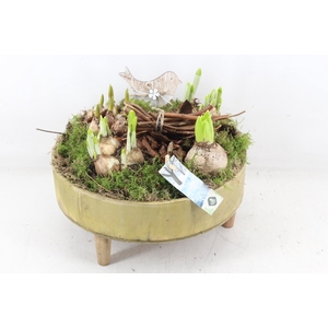 arr4 Bollenmix JS - Hout tafel x2