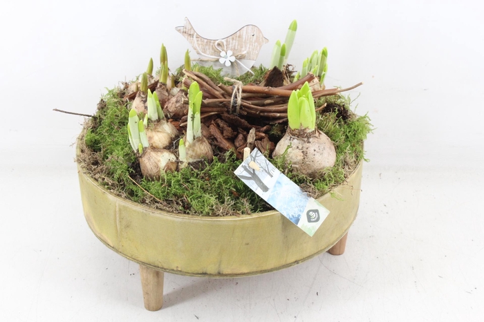 <h4>arr4 Bollenmix JS - Hout tafel x2</h4>