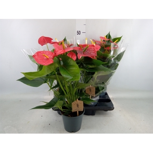 Anthurium andr. 'Esudo'