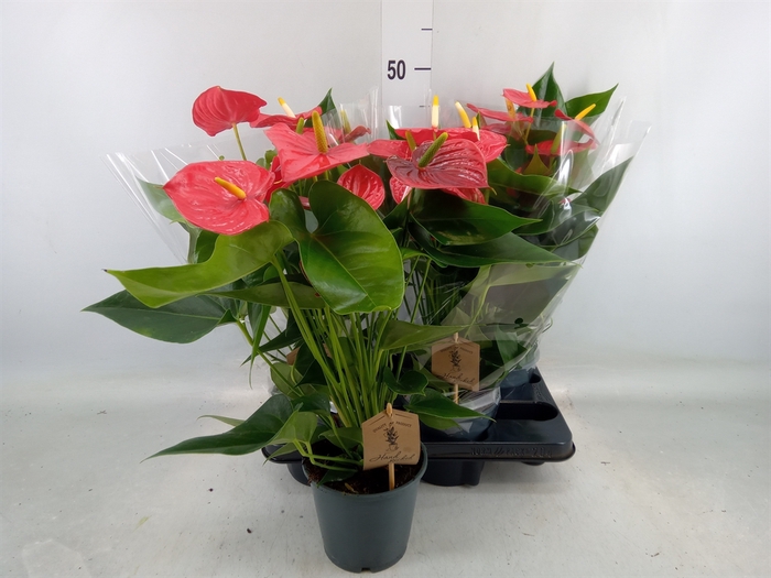 <h4>Anthurium andr. 'Esudo'</h4>