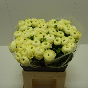 Ran Success Commedia