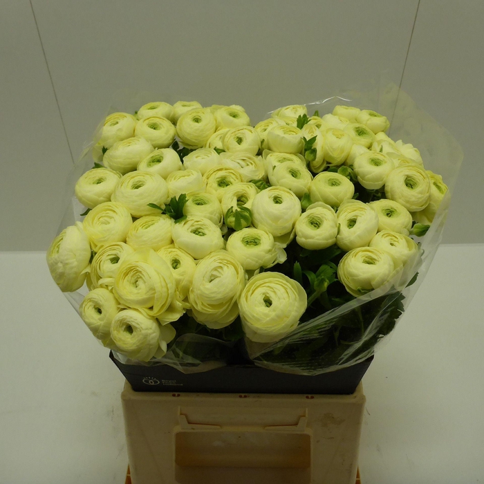 <h4>Ran Success Commedia</h4>