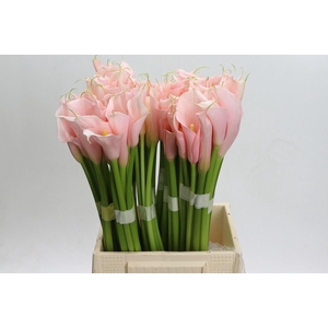 CALLA EYDOLLS PINK