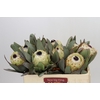 Protea Barbigera Ice Queen Air
