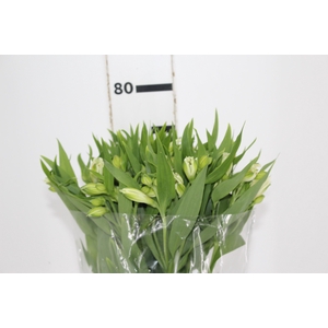 ALSTROEMERIA PRESTIGE 080 CM BRANCO