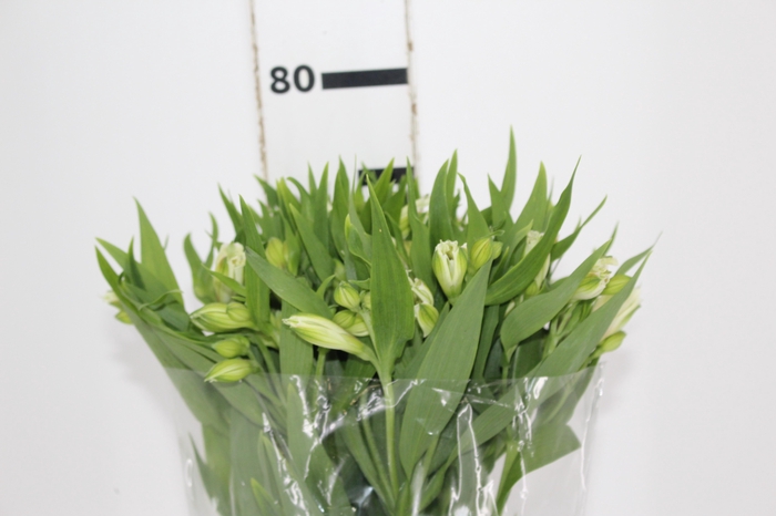 <h4>ALSTROEMERIA PRESTIGE 080 CM BRANCO</h4>
