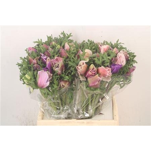 Anem Mistral Cenere Super