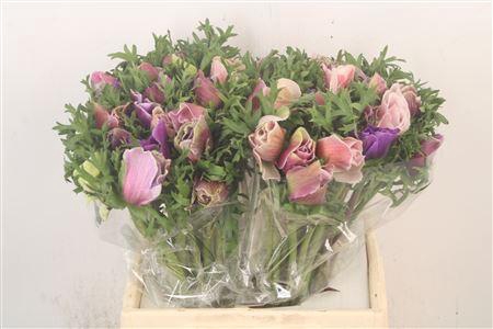 <h4>Anem Mistral Cenere Super</h4>