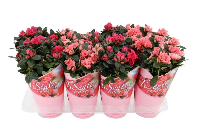 <h4>RHODO SI GEM</h4>